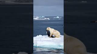 Massive polar bear hunts orca calf [upl. by Elora132]