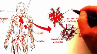 IMUNITET prvi dio KRVNE ĆELIJE I LIMFNI SISTEM [upl. by Pokorny]