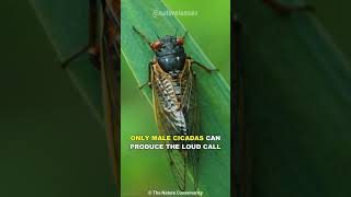 Cicada  The Loudest Insect On Earth [upl. by Maidel]