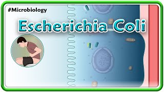 Escherichia coli E coli Animation  Microbiology USMLE Step 1 [upl. by Anetta]