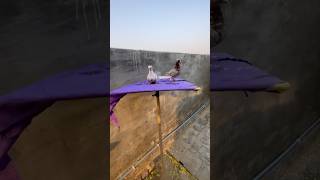 ਕਬੂਤਰ kabootarbazi pigeon kabootarbazi kabutar vlog kabooterbaaz shorts vlog [upl. by Neelik]