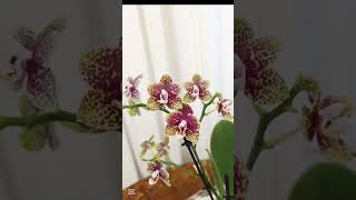 Orchidea phalenopsis ✅in piena fioritura 🌸orchideje orchidee orchids orchidaceae orchid [upl. by Karsten]