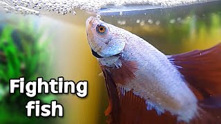 How to take good care of your betta fish [upl. by Shugart]