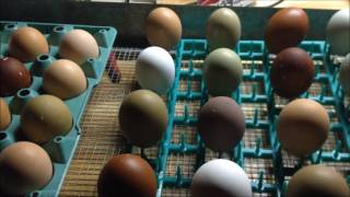 Hatching Chicks in an Incubator  From Start to Finish [upl. by Morel]