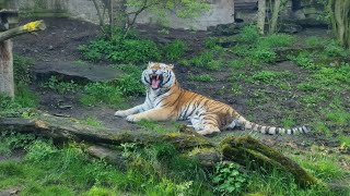 Roar of a Siberian Tiger from Prague Zoo [upl. by Attenoj288]