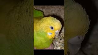 birds video viral shorts song 🦜🦜🦜 [upl. by Goto]