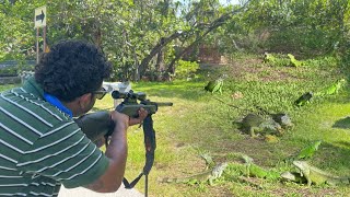 Luring wild iguanas out Mangrove with Mango Hired to Hunt iguanas [upl. by Strander]