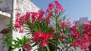 Oleander Plants Care🌸🌸🌸 amp Tips For More Blooming in Pot [upl. by Urbannal390]