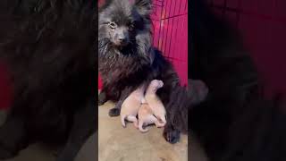 Toy Pomeranian puppies on the floor at Macchapuchre pets Home farm [upl. by Ydnac]