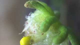 How to perform genetic crosses in Marchantia polymorpha [upl. by Roldan]