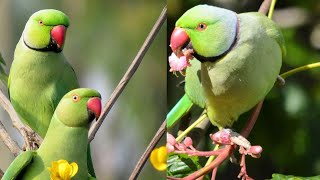 The Hilarious Lives of Green Parrots  Green Parrots Hilarious Activities [upl. by Perreault725]