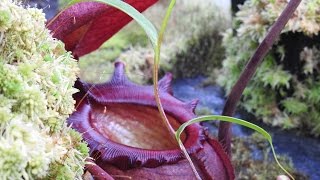 Nepenthes Greenhouse Highland rajah villosa jamban Hydrofogger Plantfog 2015 HD [upl. by Noteloc946]