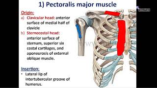 Muscles of the Pectoral Region  Dr Ahmed Farid [upl. by Ylyl559]