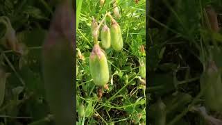 Crotalaria retusa crotalariaretusa plant shorts [upl. by Anneirda278]