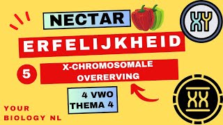 4 vwo  Erfelijkheid  5  Xchromosomale overerving [upl. by Elaweda]