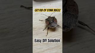 Eliminate stink bugs easily this fall stinkbug diy [upl. by Regdirb]