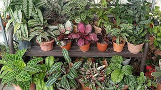 19 Types  Varieties Of Calathea  Prayer plant With Names And Comparison [upl. by Aihsenor]