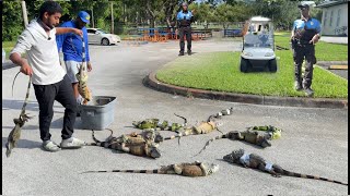 Giant Trespassing Iguanas Take Over MiamiDade College Campus Iguana Hunting Removal Challenge [upl. by Ayanad840]