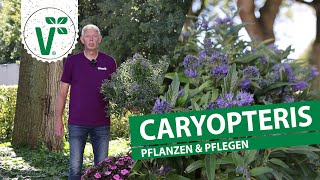 Caryopteris pflanzen amp pflegen  Bartblumen im Garten [upl. by Krystalle770]