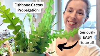 How to propagate the fishbone cactus 🌵🦴 A NOFAIL guide ⭐️ [upl. by Amero283]