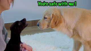 My Golden Retrievers Gentle Approach to a Terrified Rescue Puppy [upl. by Gipson]