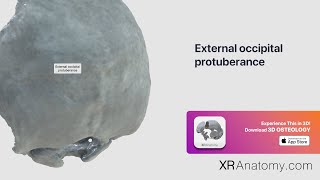 External occipital protuberance [upl. by Aay]