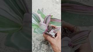 quot🌱 Nanouk Plant Reporting Amazing Growth Tipsquot gardenplants gardning flowers youtubeshorts [upl. by Gerrie]