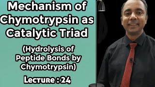 Lecture24 Mechanism of Chymotrypsin as catalytic triad Hydrolysis of Peptide bond by Chymotrypsin [upl. by Levitt200]