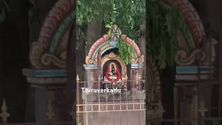 Arasamarathu pillayar in karumari Amman temple near thiruverkadu Chennai music bgm history [upl. by Relyhcs]