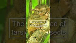 Tarsier A cute nocturnal primate 😍 animals nature tarsier [upl. by Aratehs]