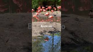 Bronx zoo [upl. by Nasar]