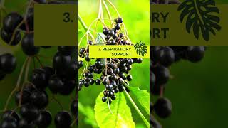 Top 10 Sambucus Black Elderberry Benefits healthyfoods superfood elderberry [upl. by Olfe]