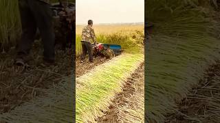 Rice crop being harvested with reaper record real village lifeshorts youtubeshorts viralvideo [upl. by Jurkoic]