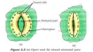 Autotrophic Nutrition Class 10 ncert  Life Processes Class 10 Science Biology [upl. by Nalloh]