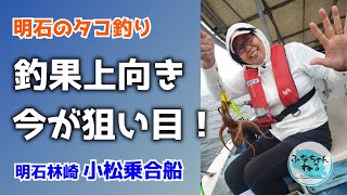 【明石タコ釣り】5月若潮回り（11日潮）釣果が右肩上がりの今が狙い目！ [upl. by Monarski651]