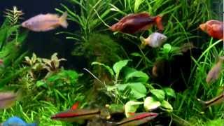 Planted Rainbowfish Aquarium Feeding [upl. by Eeraj]