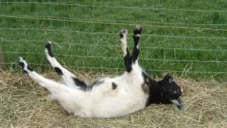 Best of Fainting Goats  EpicVirals  HD [upl. by Garrity676]