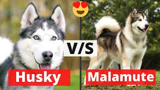 Husky vs Malamute  What’s the Difference between the Two [upl. by Daly729]