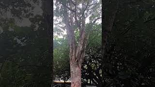 PRICKLY PAPERBARK lenlineofwvlog0601 [upl. by Dviad]