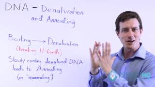 DNA Denaturation Melting and Annealing Renaturation [upl. by Vey17]