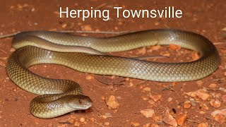 Herping Townsville QLD  Mulga snakes and Spinytailed Geckos [upl. by Hahsi]