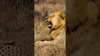 Lion Vs Cheetah Epic Showdown For Survival [upl. by Nitsua]