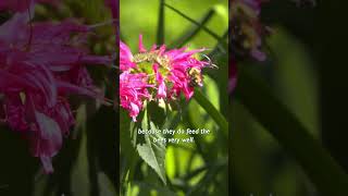 bee balm [upl. by Ansaev]