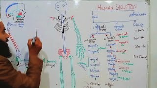 Skeleton SECRETS You Need to Know for Class 12 Axial Skeleton [upl. by Krystalle]