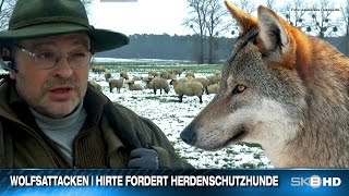 WOLFSATTACKEN  HIRTE FORDERT HERDENSCHUTZHUNDE [upl. by Caravette]