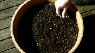 Growing Moringa Oleifera Part 1 Planting Seeds [upl. by Lesya]