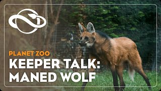 Planet Zoo  Keeper Talk  Maned Wolf [upl. by Lello774]