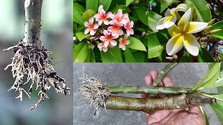 SUPER EASY Method To GROW Plumeria Champa From Cuttings [upl. by Nevaeh]