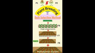 Bulk Method of Plant Breeding in 1 Minute youtubevideos agriculture botany plantbreeding notes [upl. by Arak]