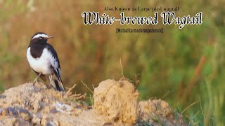 Whitebrowed Wagtail or Large Pied Wagtail Motacilla maderaspatensis  Wagtail Species  Birds [upl. by Eliga]